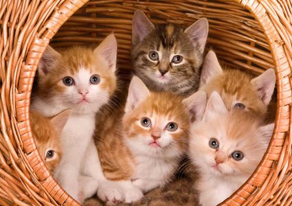 Cats قطط Catqisas Profile Pinterest